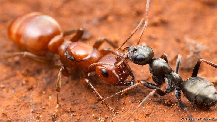 Invasi semut yang invasif dapat mengubah menu makan malam singa